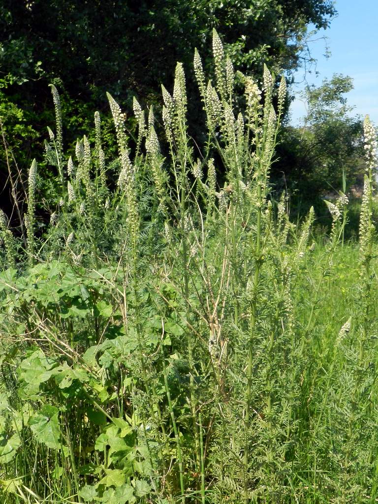 Reseda alba / Reseda bianca